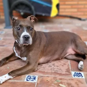 Lana - guardería canina