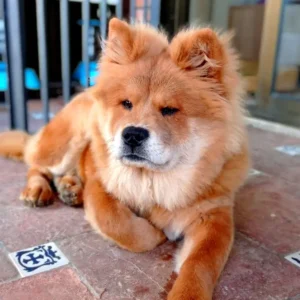 residencia perros Marbella