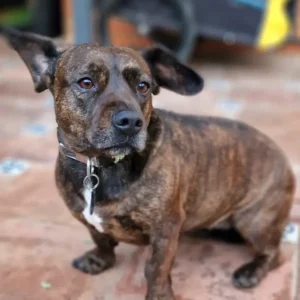 Sira - residencia canina