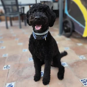 Top 10 razones para tener perro