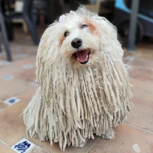 Java - Hotel perros - Guardería canina - Marbella