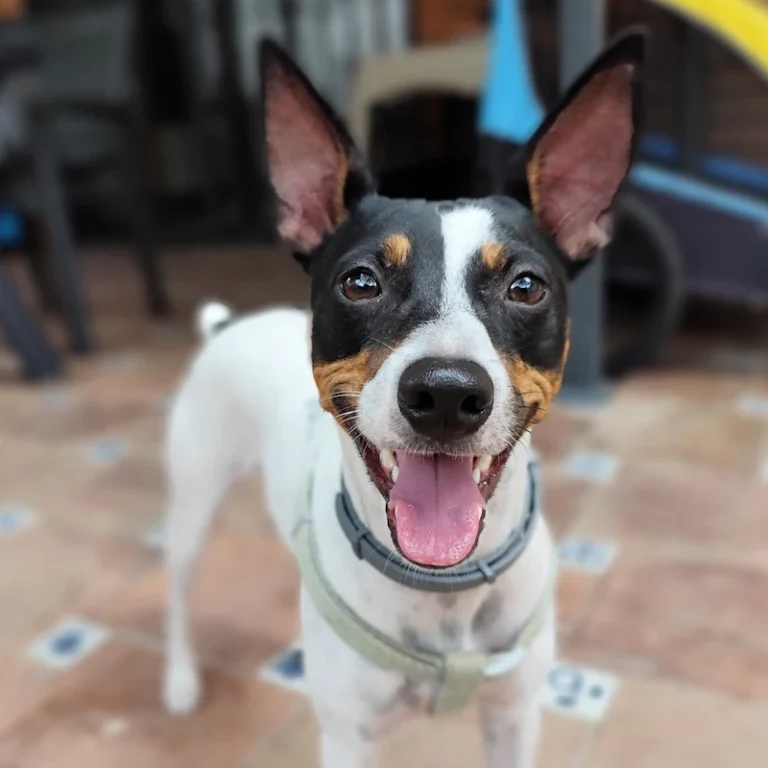 Un día cualquiera en la Guardería Canina en Marbella