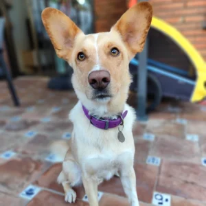 Boni - residencia canina