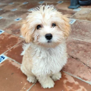 Dexter - Hotel canino - marbella