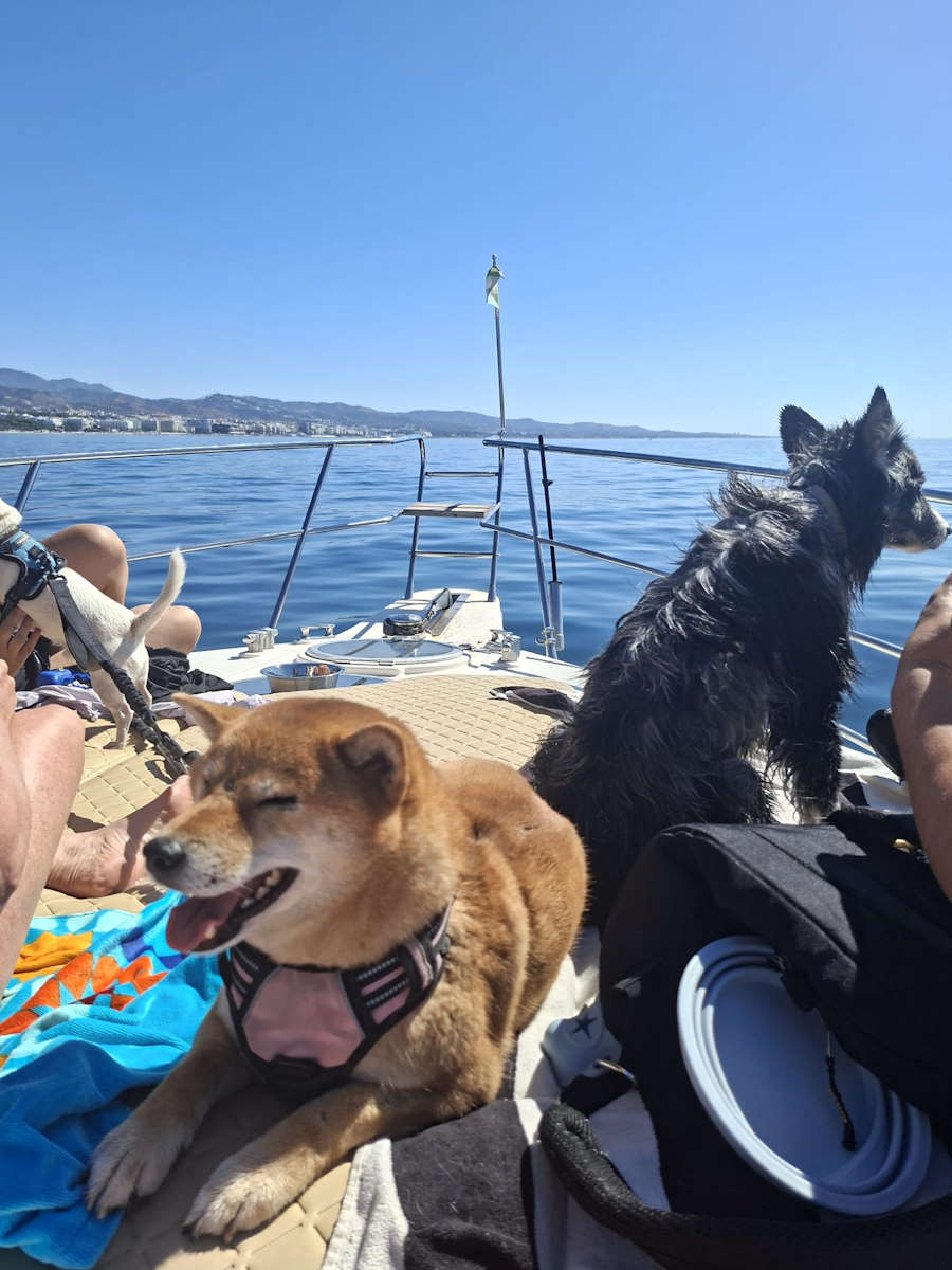 Los perros disfrutando del barco en Marbella