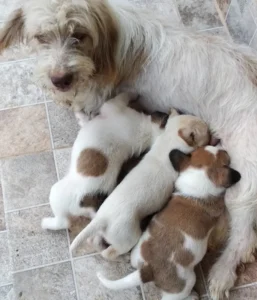 Boni cachorro