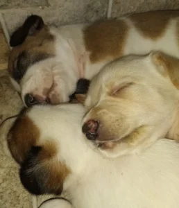 Boni cachorro 2