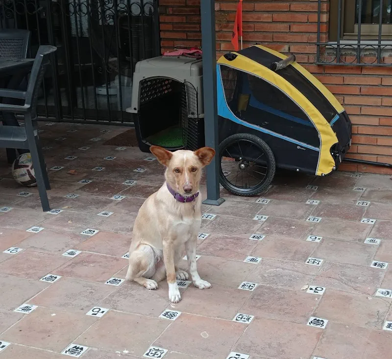 Boni en la guardería canina (Marbella)