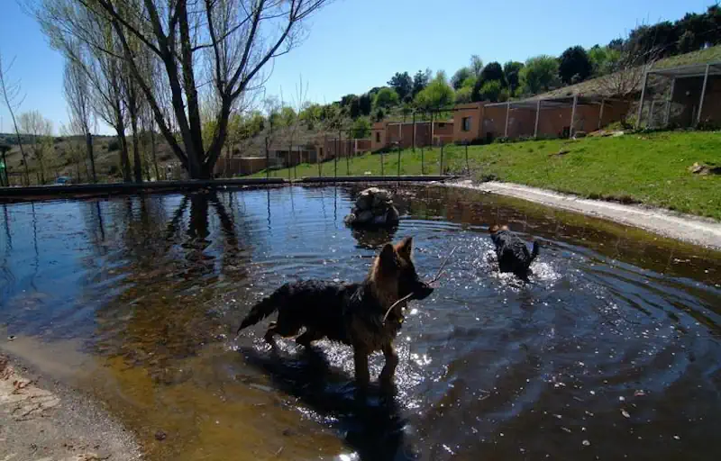 Hotel-canino-perros