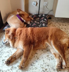 Lily y Boni