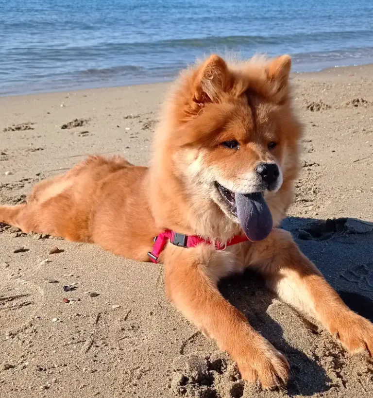 Lily: la perrita «leona»