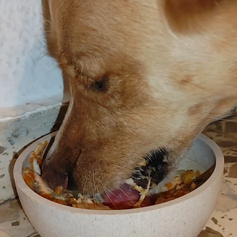 Menu comida natural perros-salmón