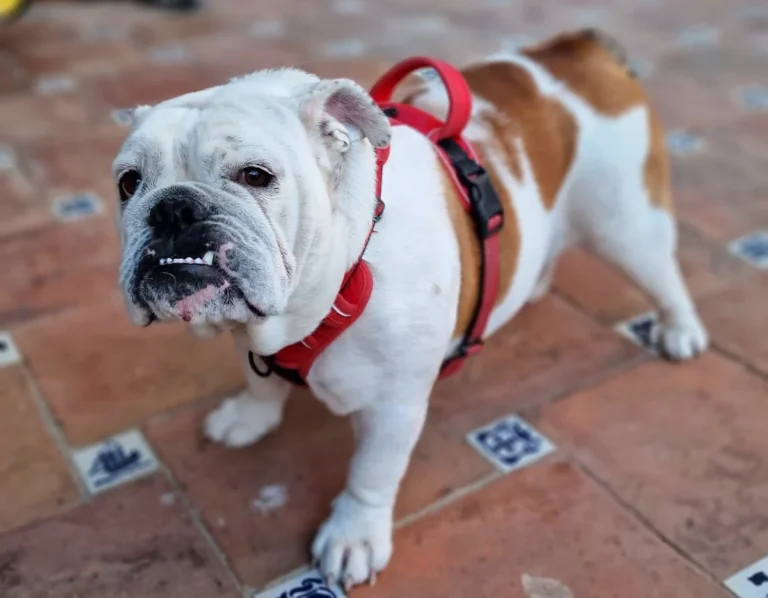 Nelita, nuestra bulldog más veterana en HogarPets Marbella