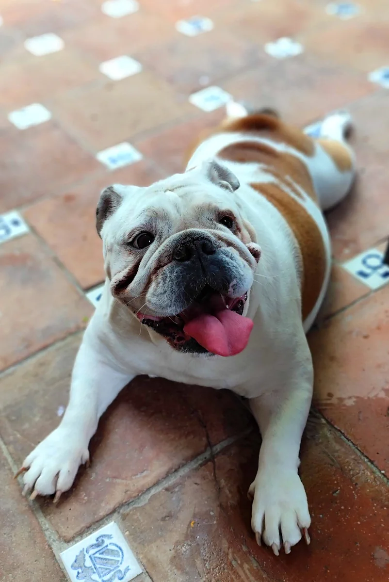 Nela-Hotel para perros en Marbella