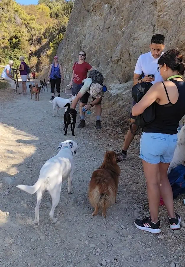 Ruta con perros por el río Guadalmina en Benahavís