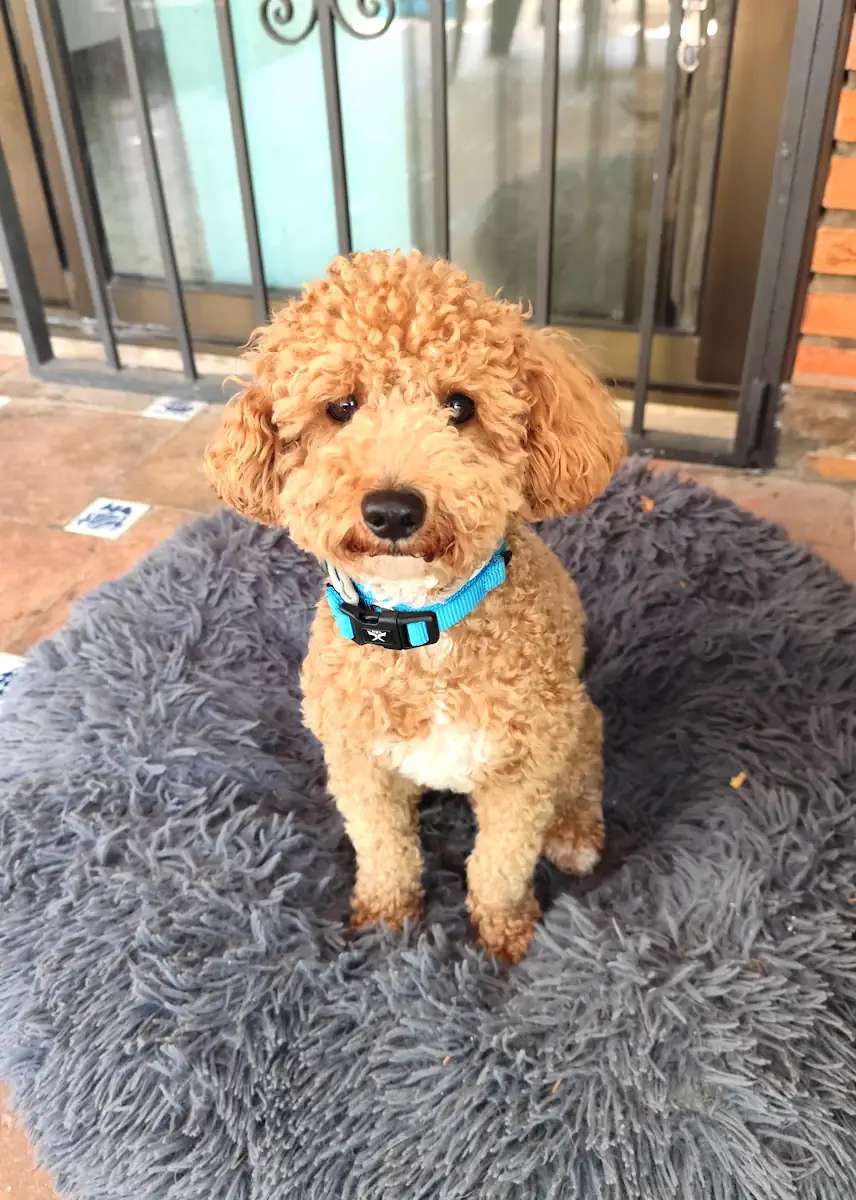 Teddy guardería canina Marbella