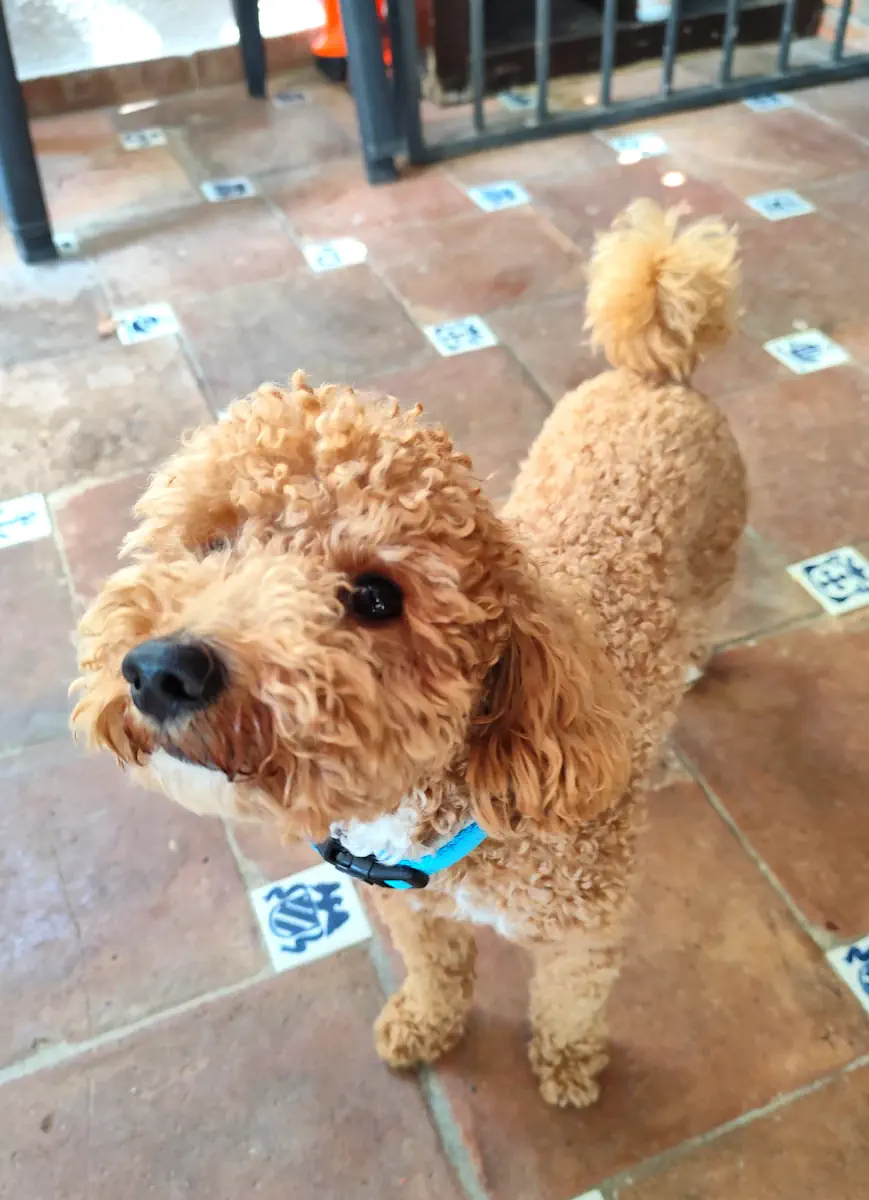 Teddy guardería canina Marbella