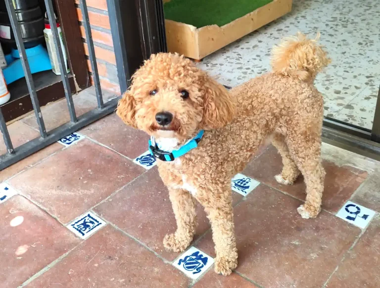 Teddy, el caniche más madrugador de Hogarpets en Marbella