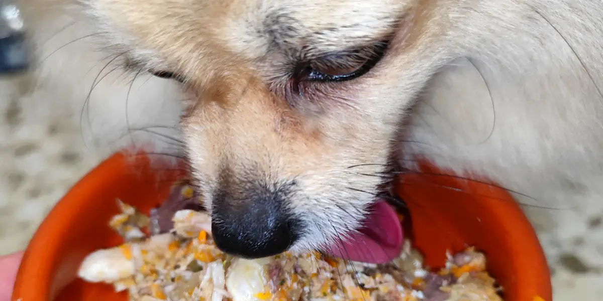 alimento comida natural perros y mascotas