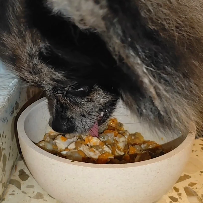 alimento comida natural perros de pavo