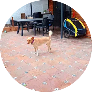 guardería canina de día - Marbella