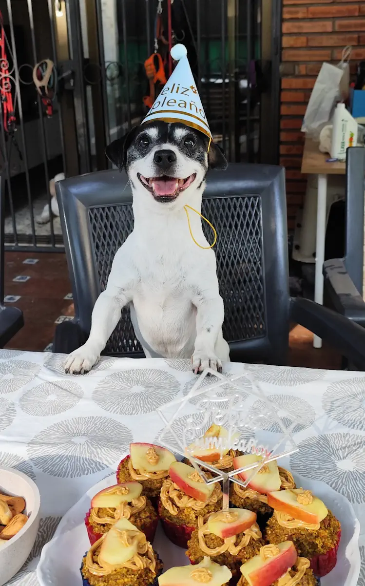 Fiesta de cumpleaños para perro en guardería canina