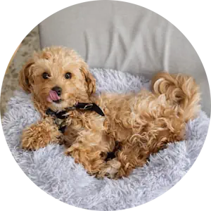 Hotel canino perros - Marbella