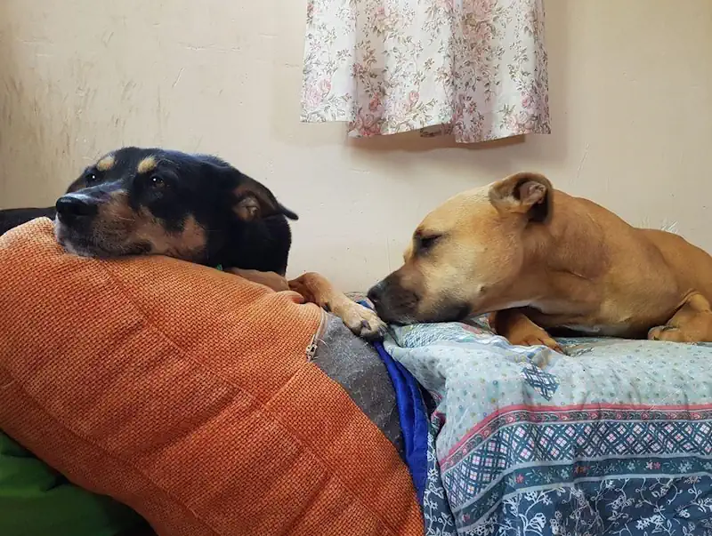 hotel-mascotas-perros