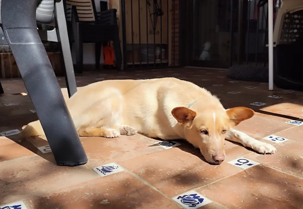 Boni tomando el sol en hotel para perros en Marbella