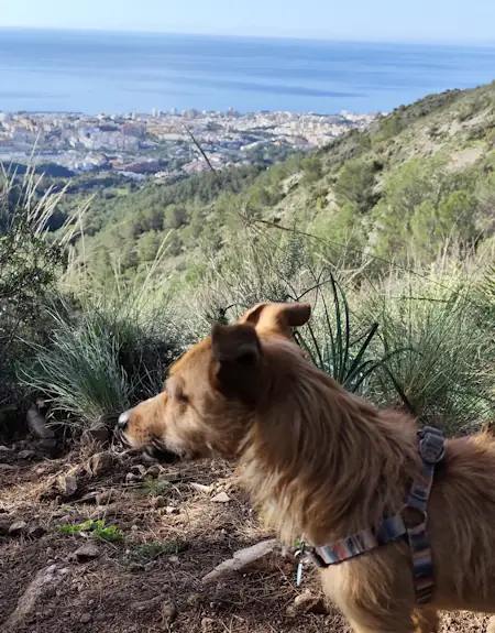 hotel canino perros Marbella
