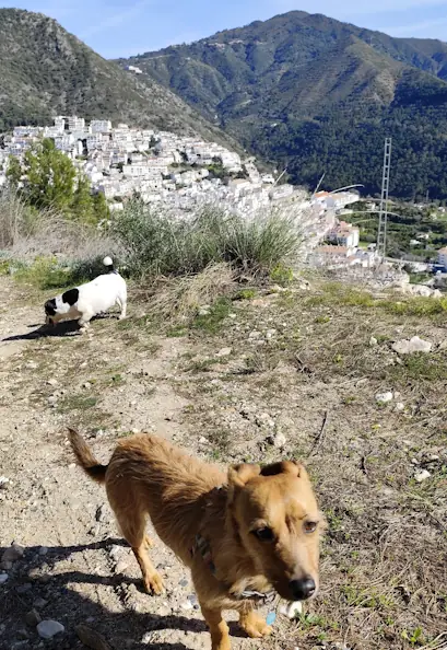 hotel canino perros Marbella