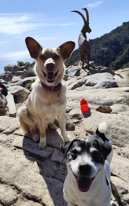hotel canino perros Marbella