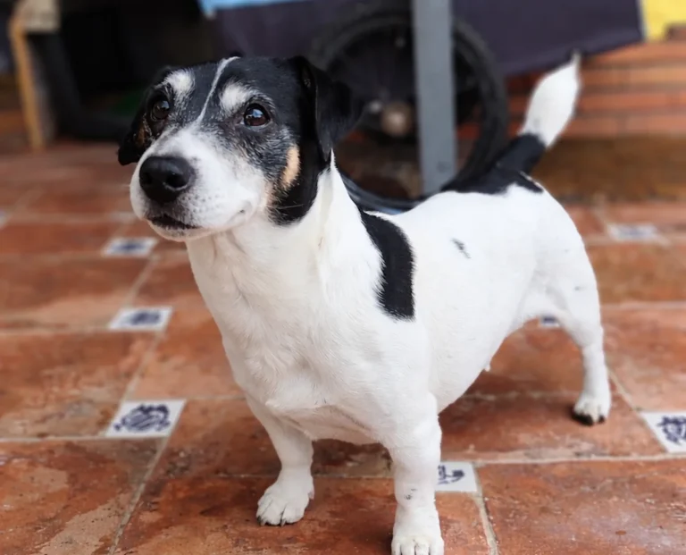 La historia de Luki: un Jack Russell feliz en nuestro hotel para perros en Marbella