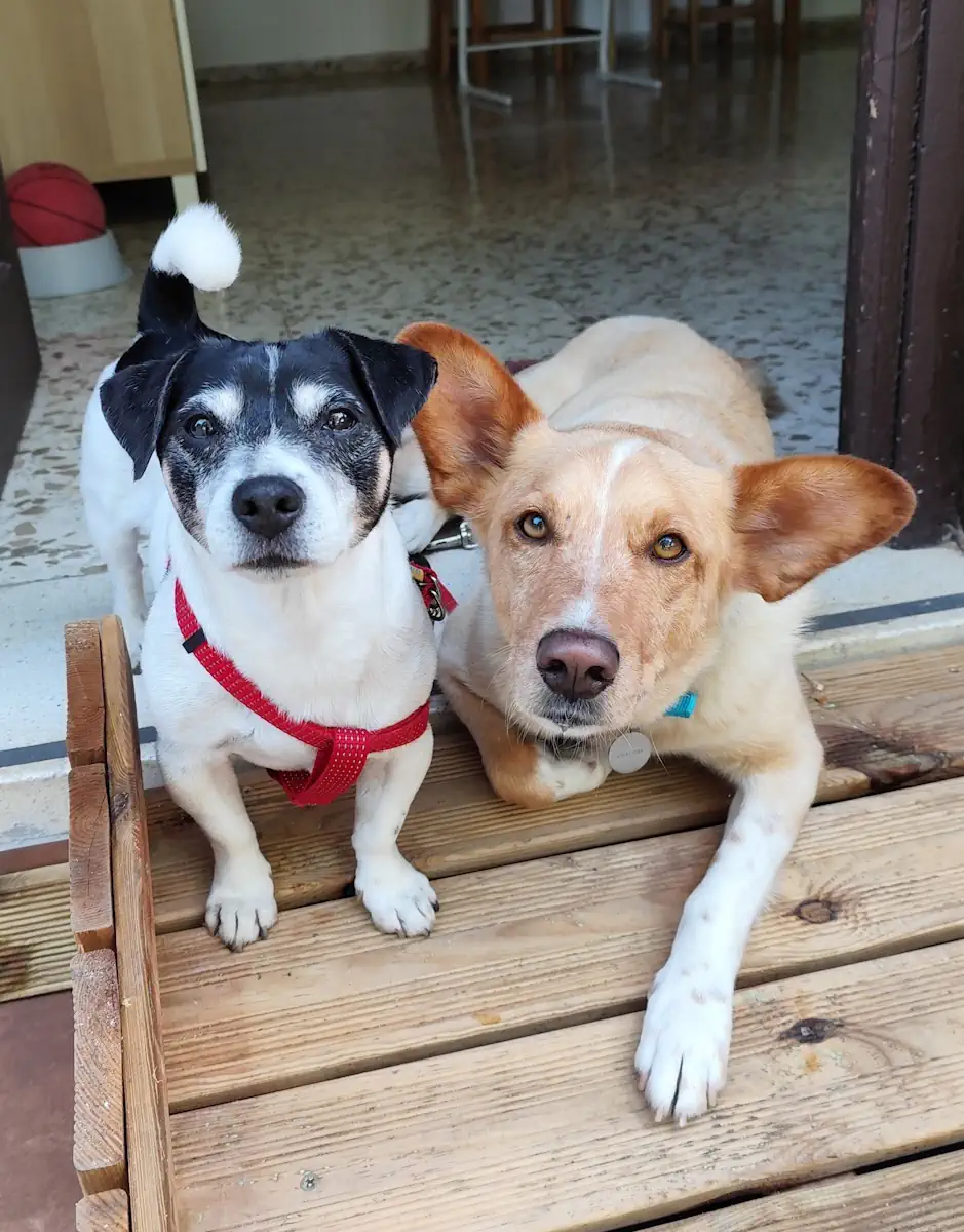 Residencia canina HogarPets con perros jugando
