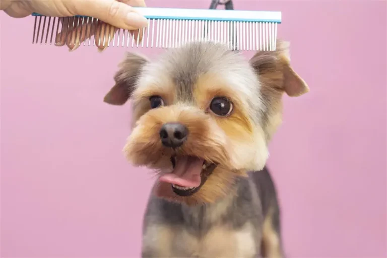 La peluquería canina en Marbella