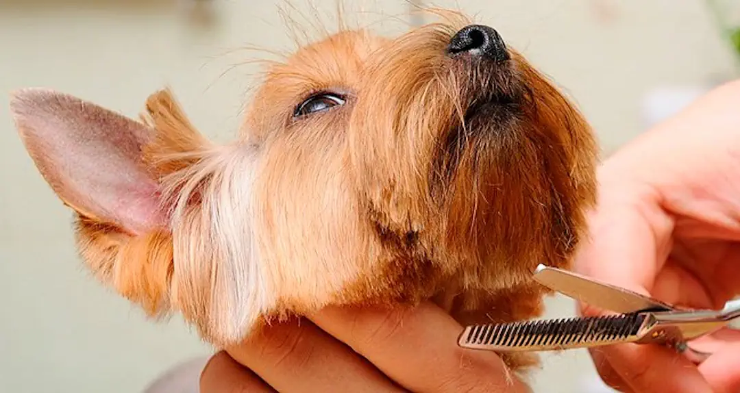 peluquería canina-grooming-Marbella