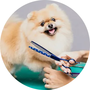 peluquería canina-grooming-baño-estética-Marbella