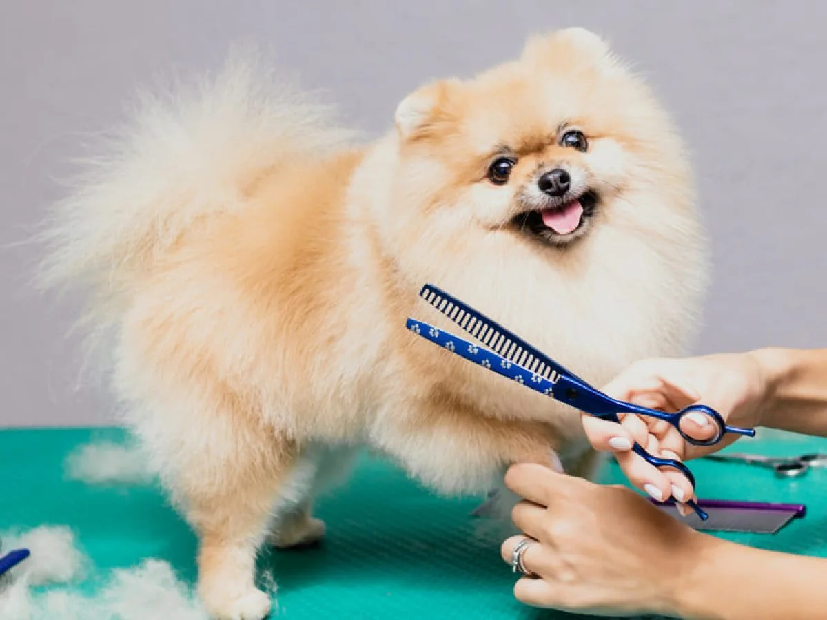 peluquería canina-grooming-Marbella