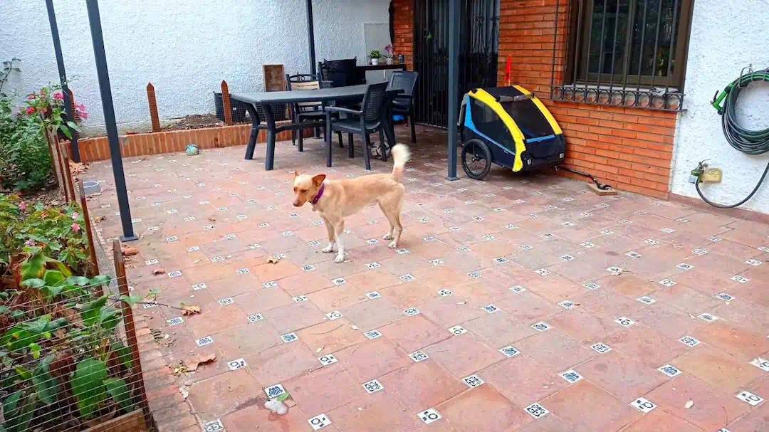guardería canina hotel perros marbella