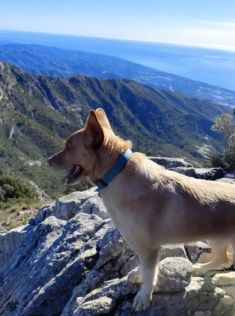 senderismo-perros-marbella