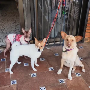 Senderismo-guardería canina-Marbella