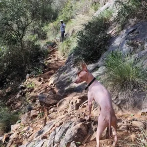 Senderismo-guardería canina-Marbella