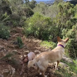 Senderismo-guardería canina-Marbella