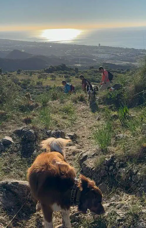 senderismo con perros-Marbella-Ojén