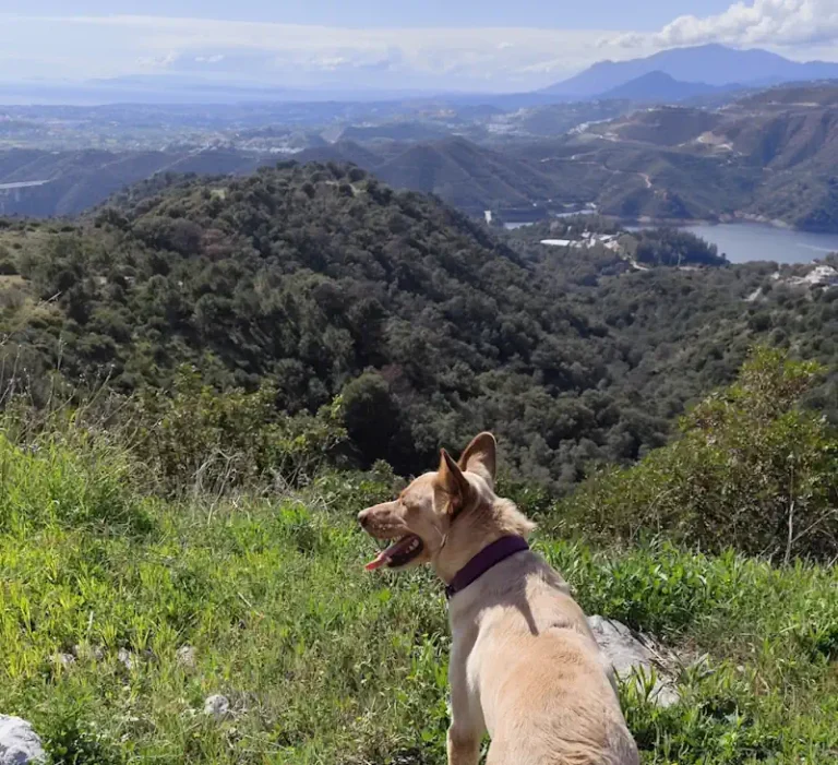 Senderismo: Marbella – Istán, con Bella, Luki, Gudrus y Boni