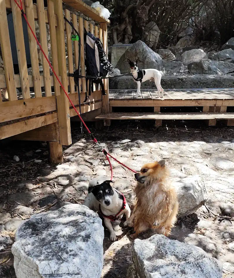 senderismo guardería canina marbella