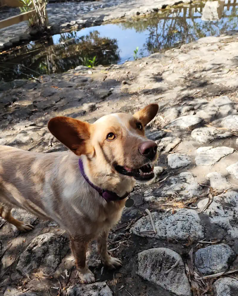 senderismo guardería canina marbella