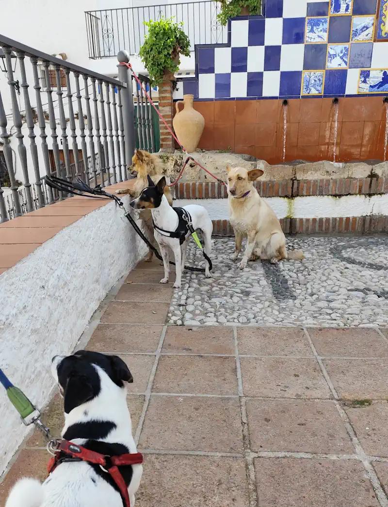 senderismo guardería canina marbella