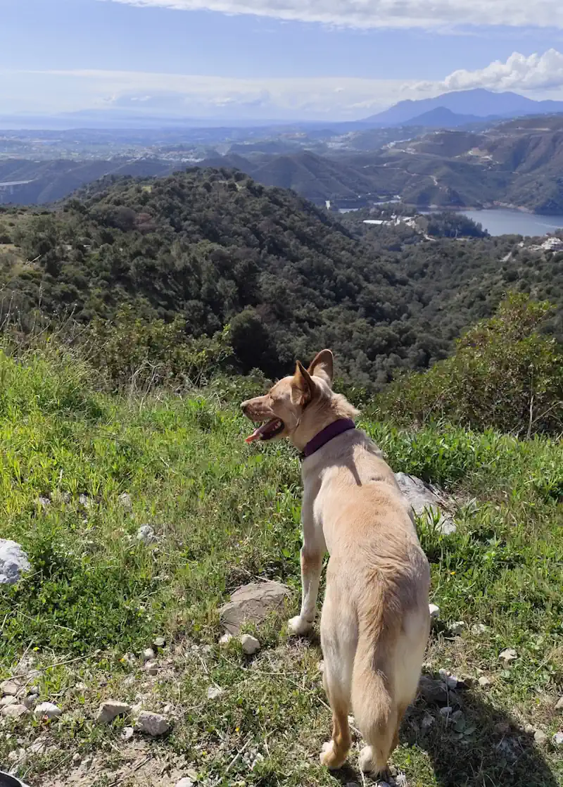 senderismo guardería canina marbella