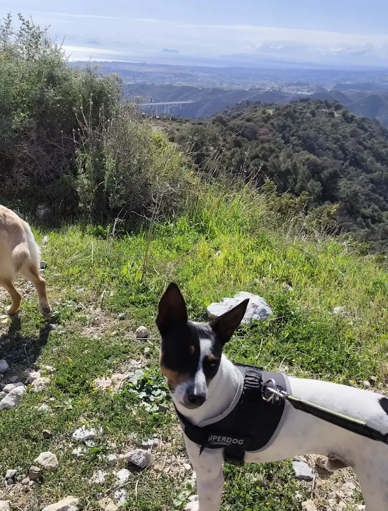 senderismo guardería canina marbella